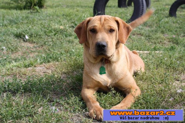 Zala  - Sharpei x - fena
