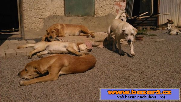 Zala  - Sharpei x - fena