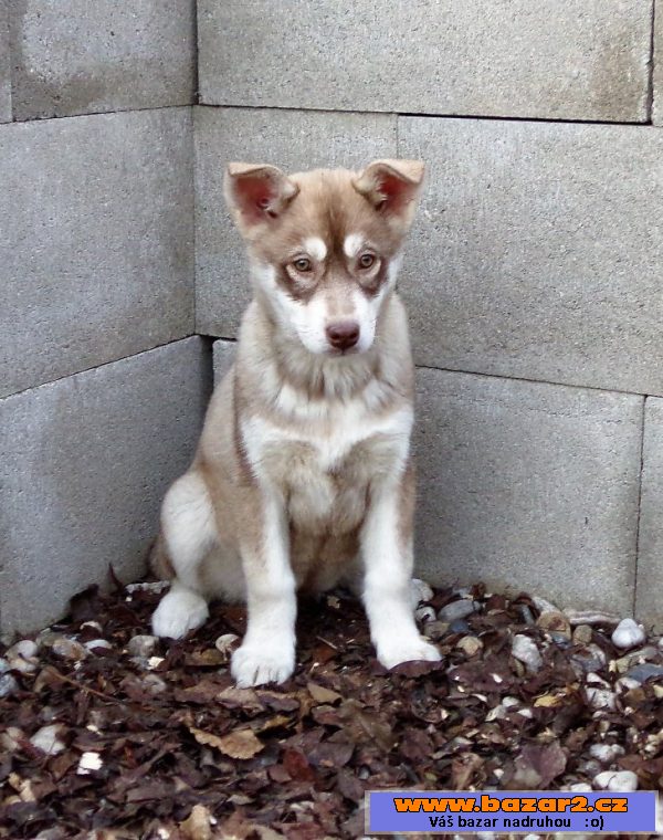 Štěňata Husky bez PP