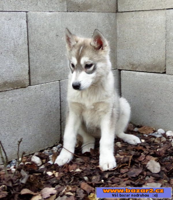 Štěňata Husky bez PP