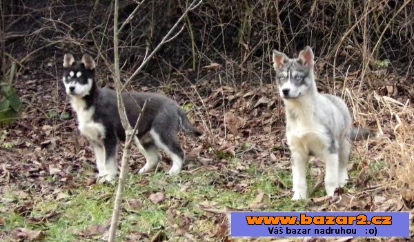 Štěňata Husky bez PP