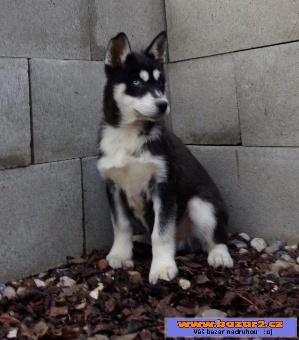 Štěňata Husky bez PP