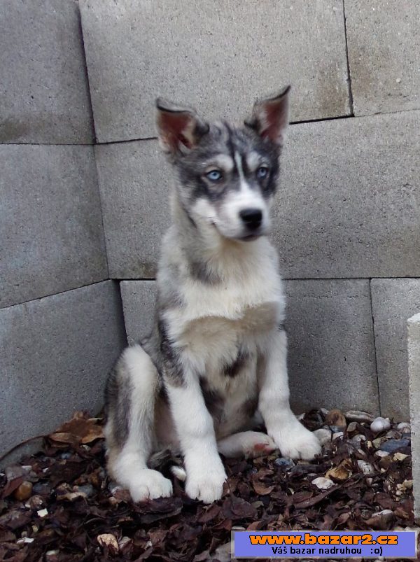 Štěňata Husky bez PP