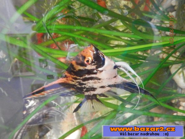 Pterophyllum Scallare Marmor Gold