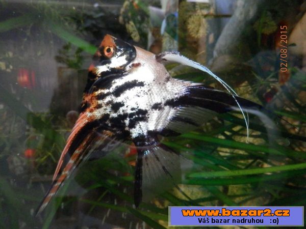 Pterophyllum Scallare Marmor Gold