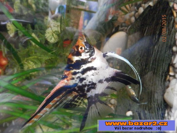 Pterophyllum Scallare Marmor Gold