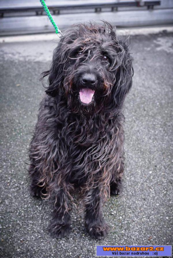 BUDY - Briard x - mladý pes, 3 roky