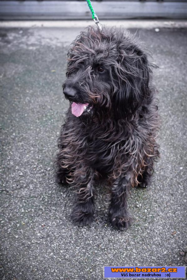 BUDY - Briard x - mladý pes, 3 roky