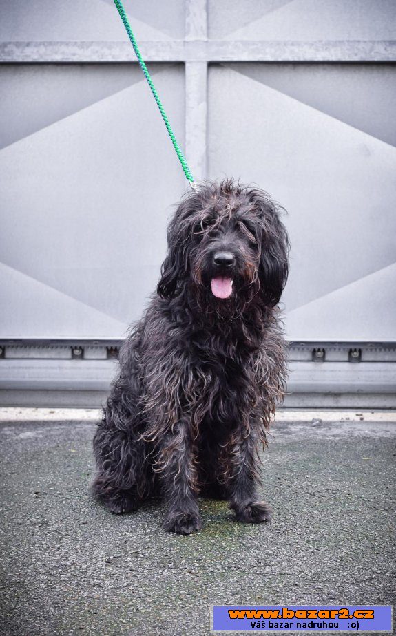 BUDY - Briard x - mladý pes, 3 roky