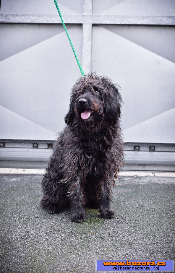 BUDY - Briard x - mladý pes, 3 roky
