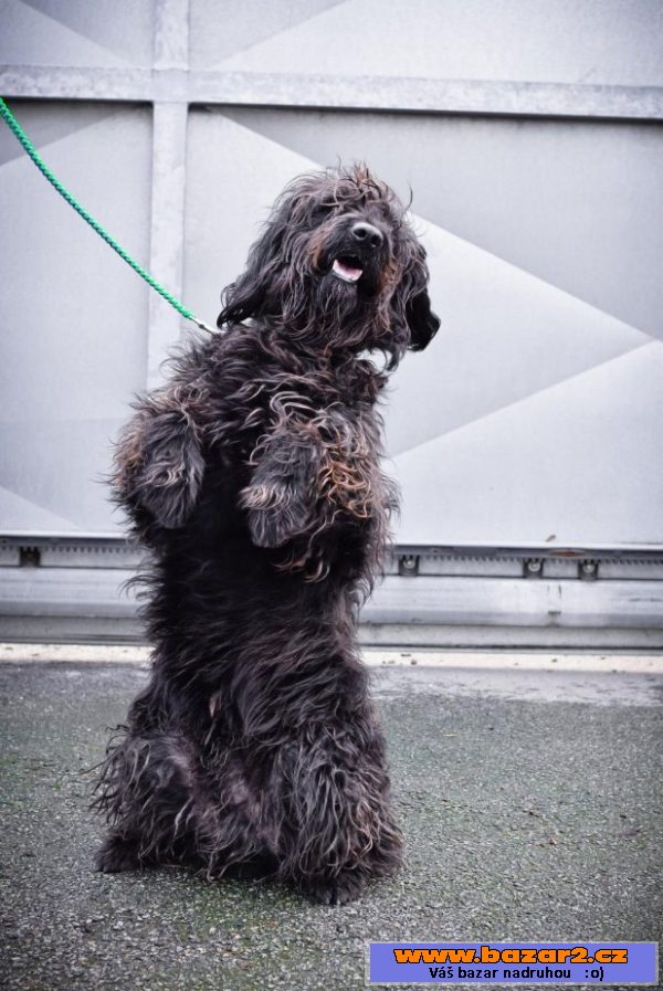 BUDY - Briard x - mladý pes, 3 roky