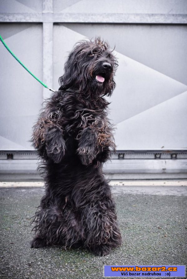 BUDY - Briard x - mladý pes, 3 roky