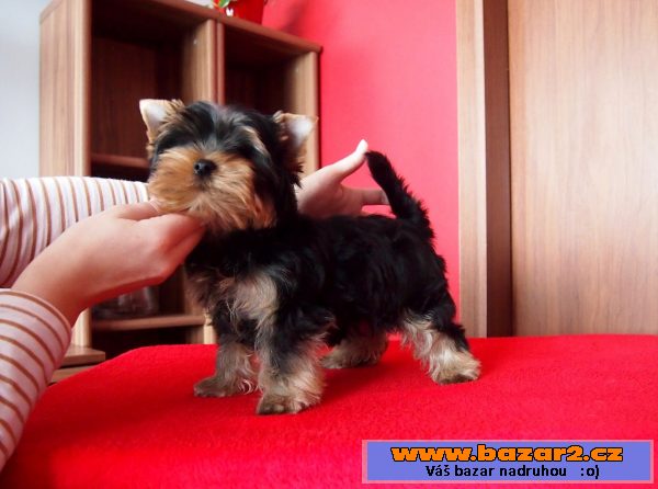 Jorkshire terrier - pejsek s PP