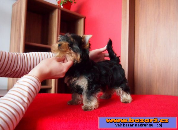 Jorkshire terrier - pejsek s PP