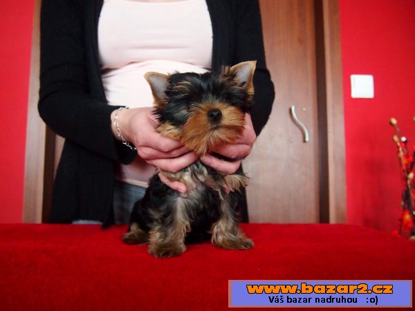 Jorkshire terrier - pejsek s PP