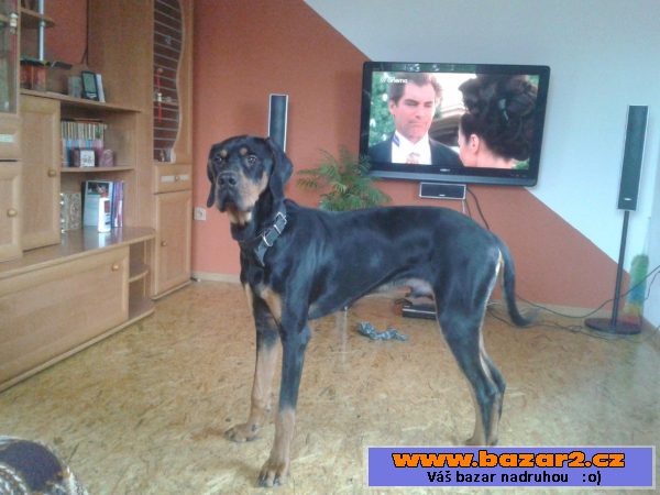 Kříženec Ridgeback x Gordonsetr