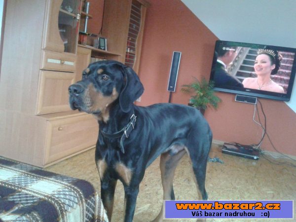 Kříženec Ridgeback x Gordonsetr