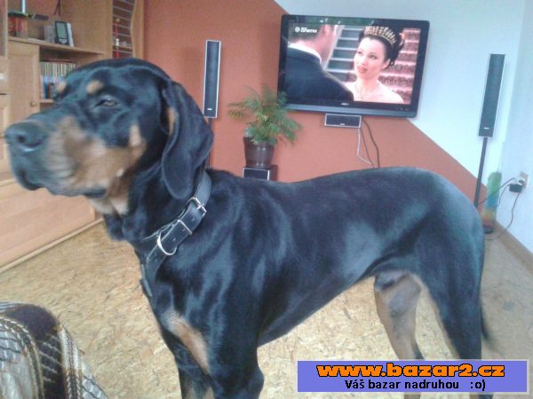 Kříženec Ridgeback x Gordonsetr