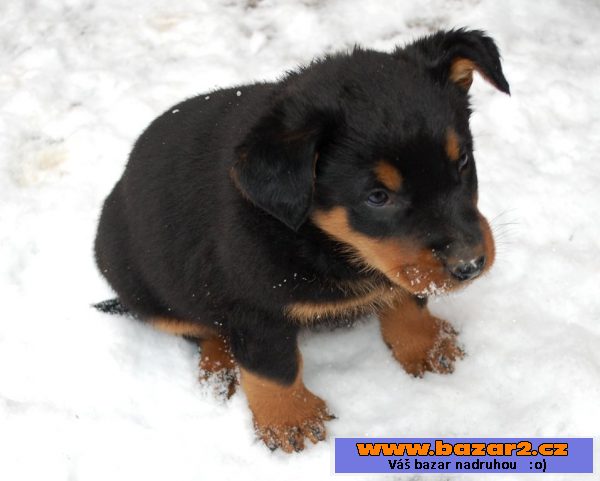 Beauceron - čistokrevná štěňata