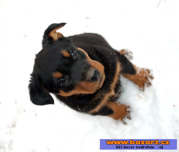 Beauceron - čistokrevná štěňata