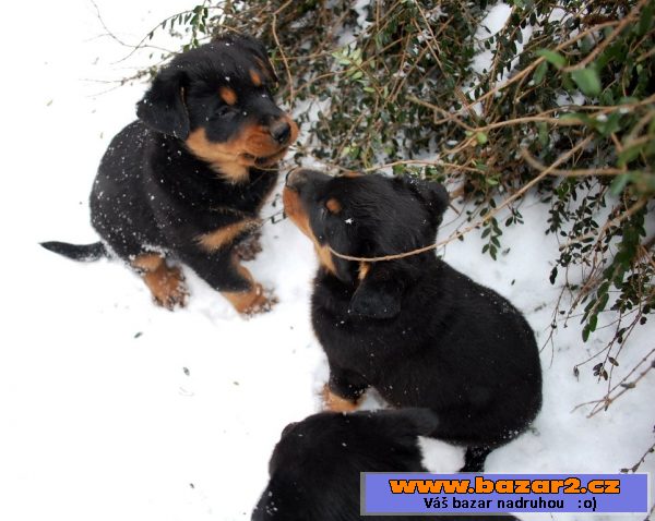 Beauceron - čistokrevná štěňata