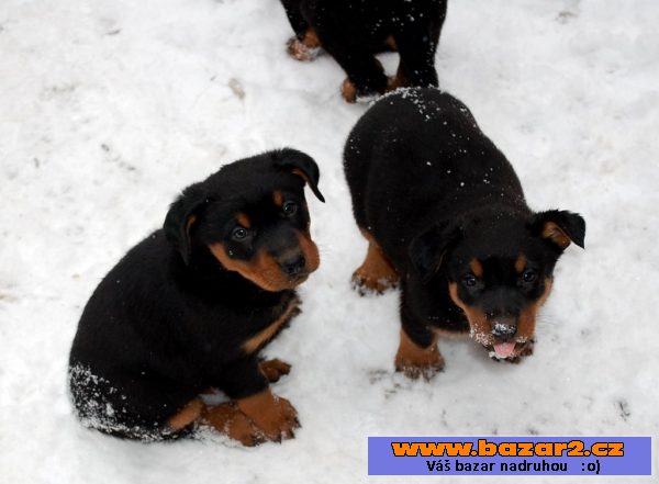 Beauceron - čistokrevná štěňata