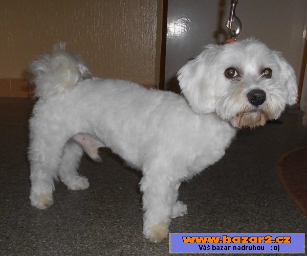 Coton de Tuléar