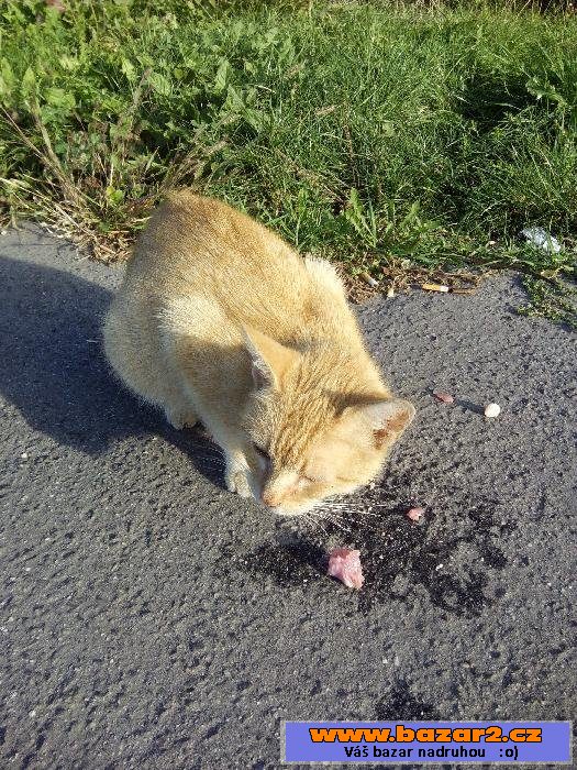 Kočka Zrzečka  hledá domov