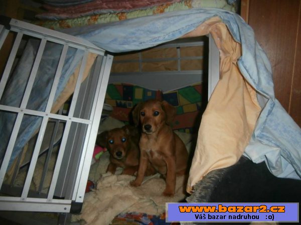 Sandy a Candy - štěně fena