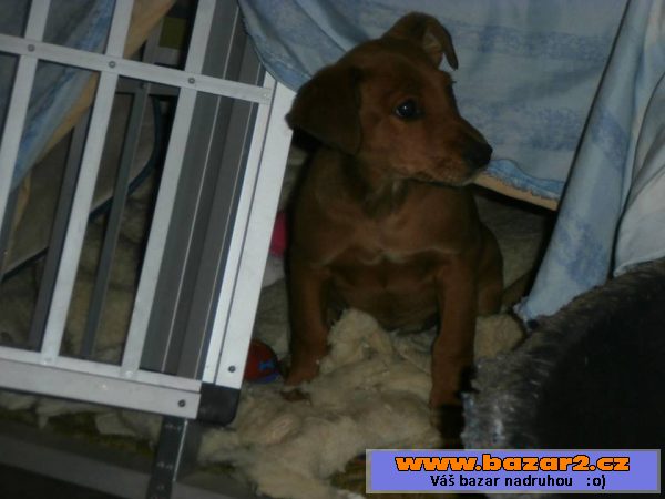 Sandy a Candy - štěně fena