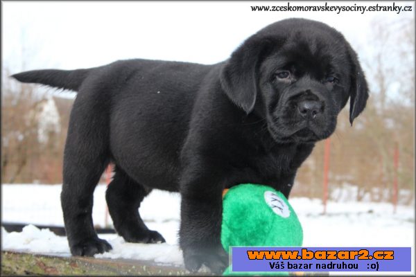 Labrador - černá štěňata KLUCI s pp