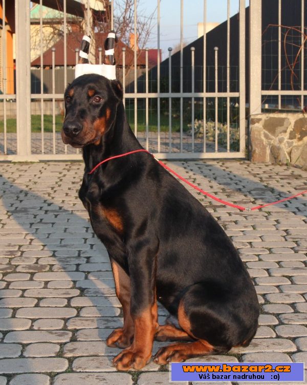 Dobrman-pes s PP 