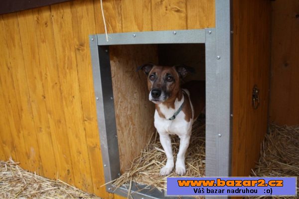 Jack Russell teriér