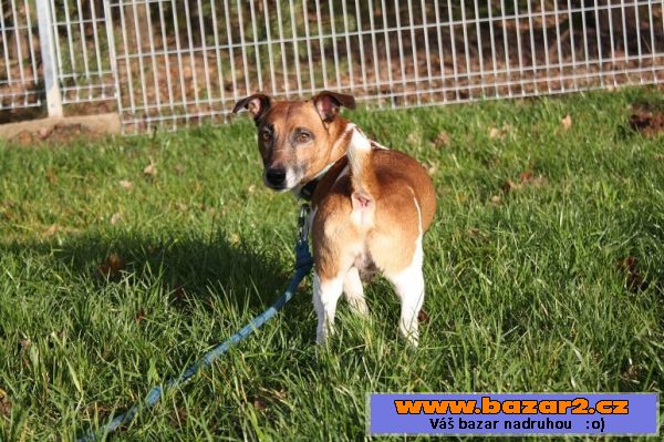 Jack Russell teriér