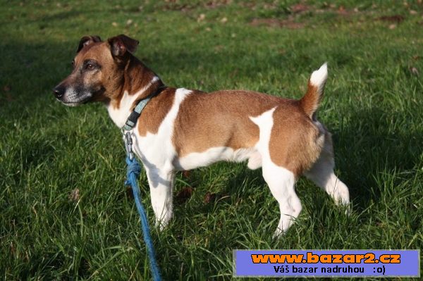 Jack Russell teriér