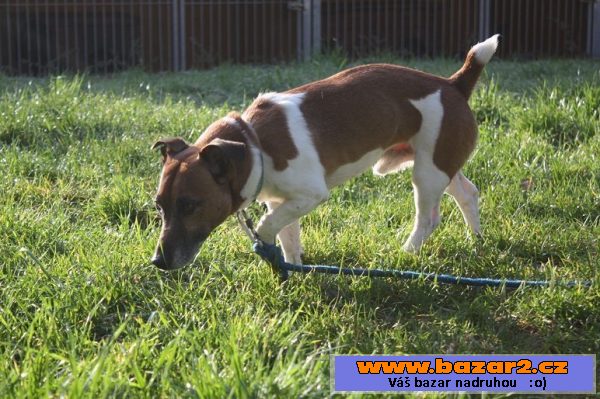 Jack Russell teriér