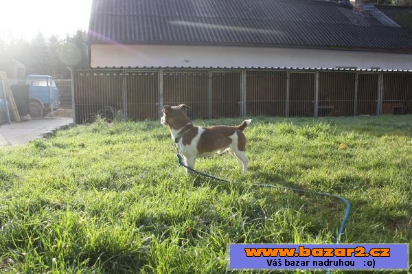 Jack Russell teriér