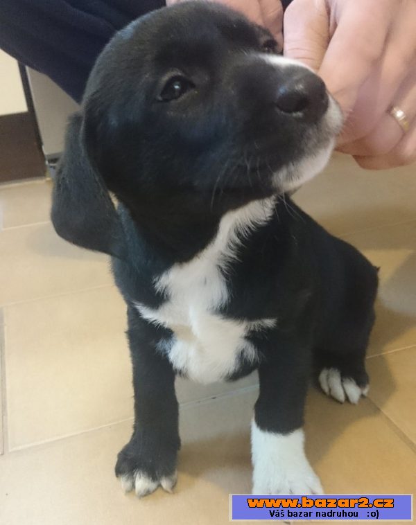 LABRADOR ŠTĚŇATA