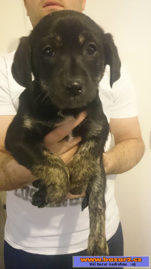 LABRADOR ŠTĚŇATA