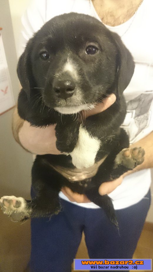 LABRADOR ŠTĚŇATA