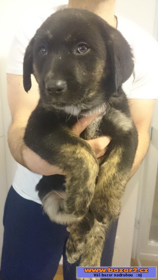 LABRADOR ŠTĚŇATA
