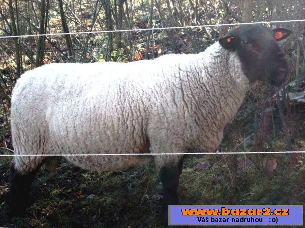 Suffolk beran