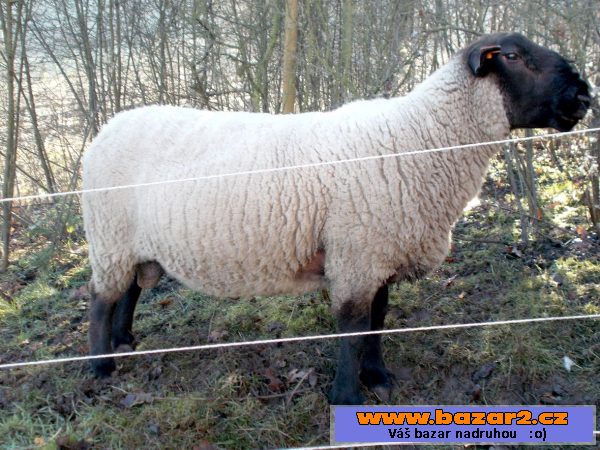 Suffolk beran