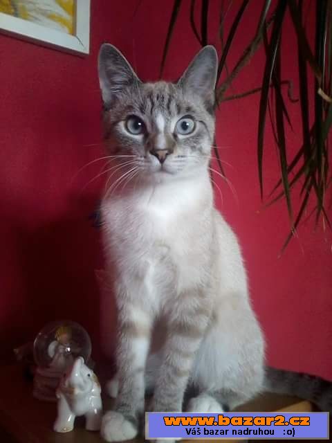 Daruji kocourka