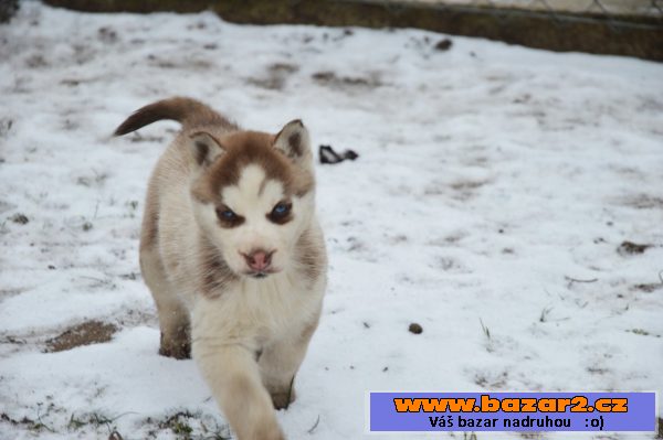 Siberian Husky s PP 