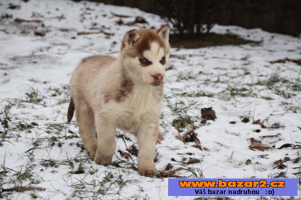 Siberian Husky s PP 
