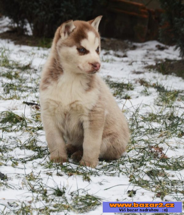 Siberian Husky s PP 