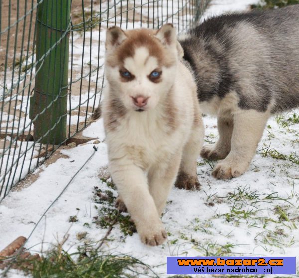 Siberian Husky s PP 