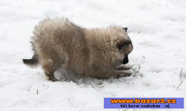 Malý špic