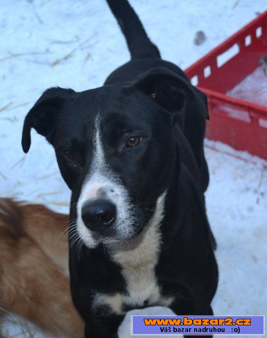 Aronek - Staford x Labrador - 18 m.